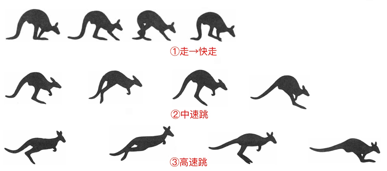 Movement pattern of kangaroos