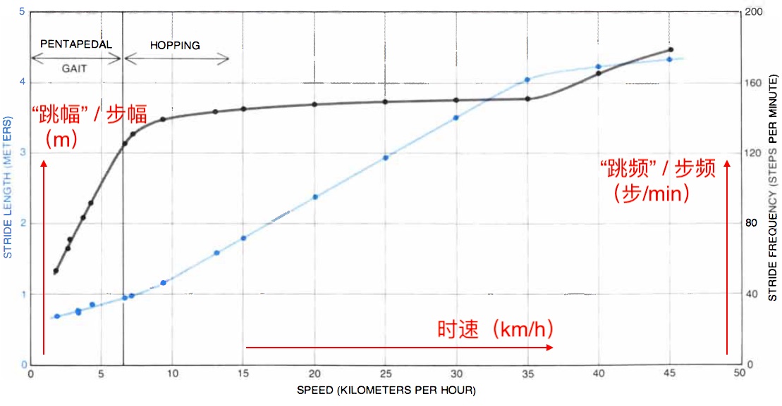 Stride frequency and stride length of kangaroos